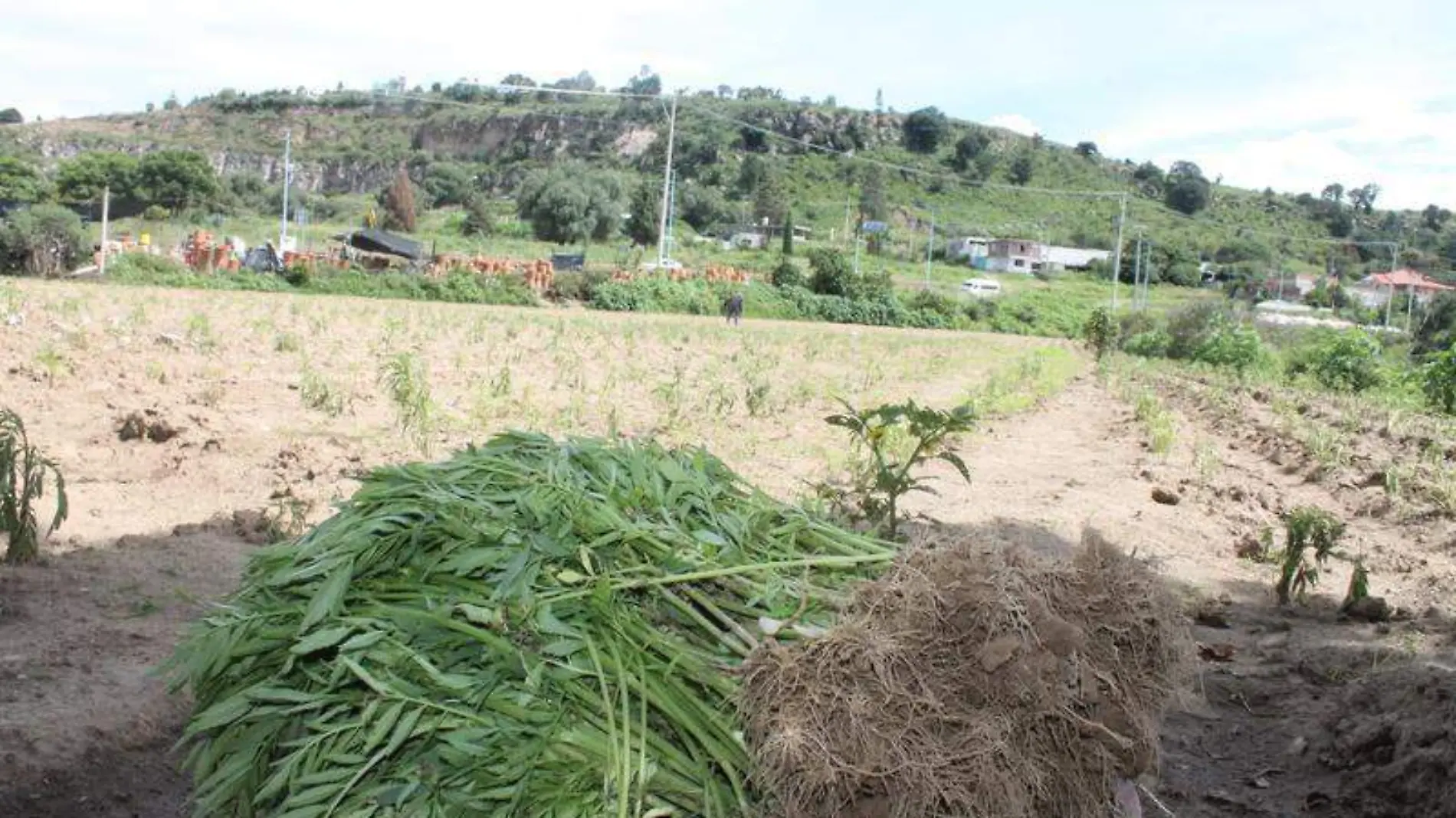 Campo, siembra, campesinos (2)